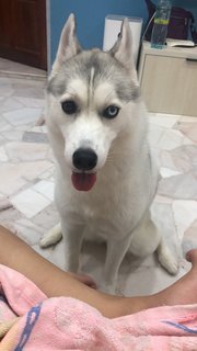 Tutu - Husky Dog