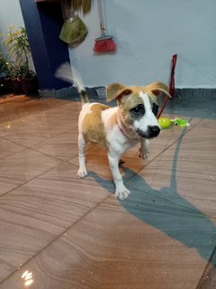 Baby - Mixed Breed Dog