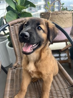 Cute Teddy  - Mixed Breed Dog