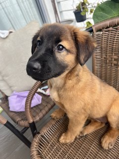 Cute Teddy  - Mixed Breed Dog