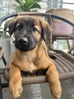 Cute Teddy  - Mixed Breed Dog