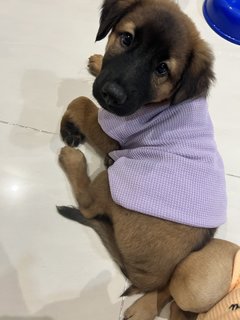 Cute Teddy  - Mixed Breed Dog