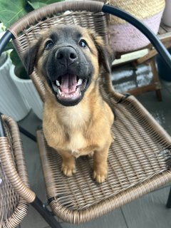 Cute Teddy  - Mixed Breed Dog