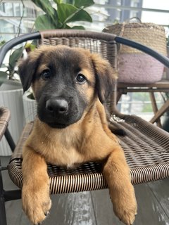 Cute Teddy  - Mixed Breed Dog