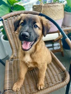 Cute Teddy  - Mixed Breed Dog