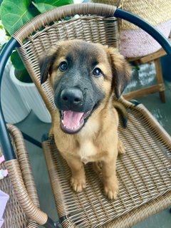 Cute Teddy  - Mixed Breed Dog