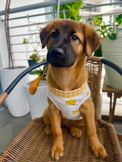 Cute Teddy  - Mixed Breed Dog