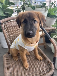 Cute Teddy  - Mixed Breed Dog