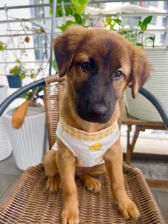 Cute Teddy  - Mixed Breed Dog