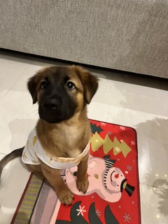 Cute Teddy  - Mixed Breed Dog