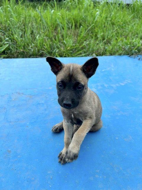 Tarzan - Mixed Breed Dog