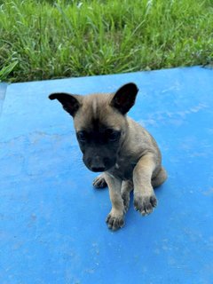 Tarzan - Mixed Breed Dog