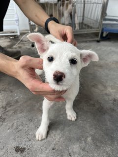 Galpin - Mixed Breed Dog