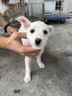 Galpin - Mixed Breed Dog