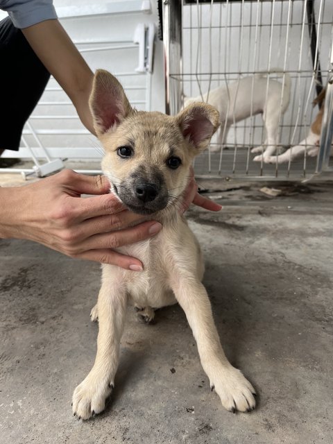 Gomez - Mixed Breed Dog