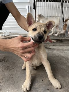 Gomez - Mixed Breed Dog