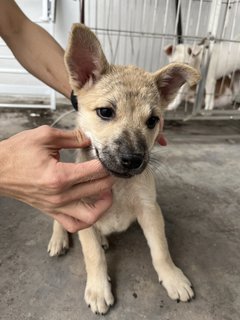 Gomez - Mixed Breed Dog