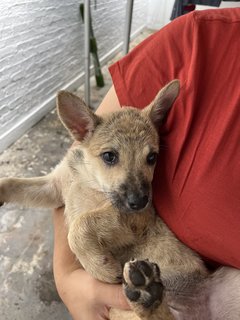 Gomez - Mixed Breed Dog