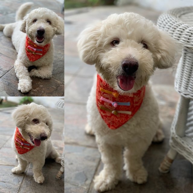 Lucky  - Poodle + Terrier Dog