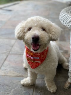 Lucky  - Poodle + Terrier Dog