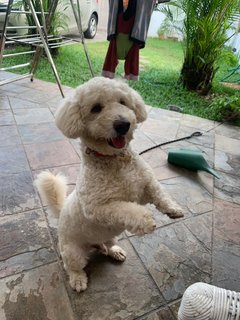 Lucky  - Poodle + Terrier Dog