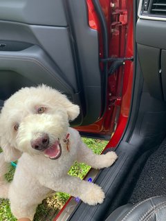 Lucky  - Poodle + Terrier Dog