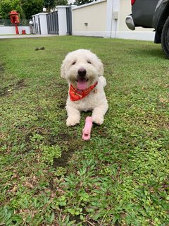 Lucky  - Poodle + Terrier Dog