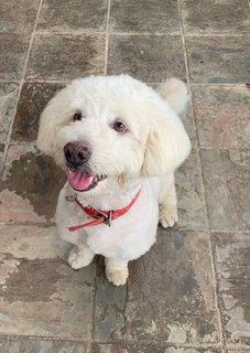 Lucky  - Poodle + Terrier Dog