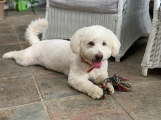 Lucky  - Poodle + Terrier Dog