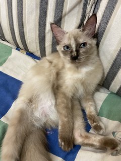 Bailey - Siamese + Domestic Long Hair Cat