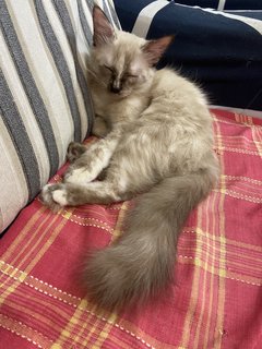 Bailey - Siamese + Domestic Long Hair Cat