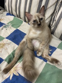 Bailey - Siamese + Domestic Long Hair Cat