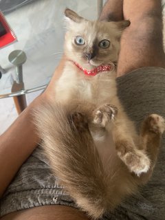 Bailey - Siamese + Domestic Long Hair Cat