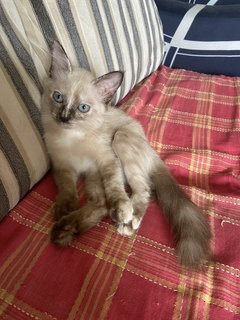 Bailey - Siamese + Domestic Long Hair Cat