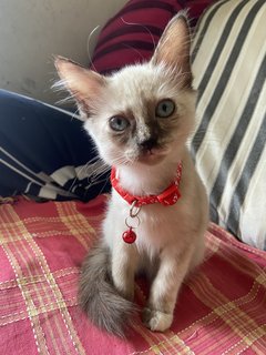 Bailey - Siamese + Domestic Long Hair Cat