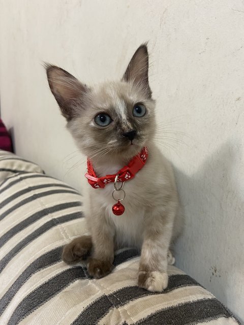 Bailey - Siamese + Domestic Long Hair Cat