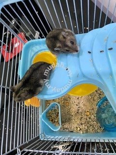 Booboo &amp; Foofoo - Common Hamster Hamster