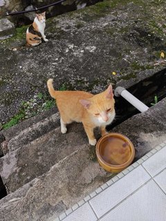 Tom Tom (J) - Domestic Short Hair Cat