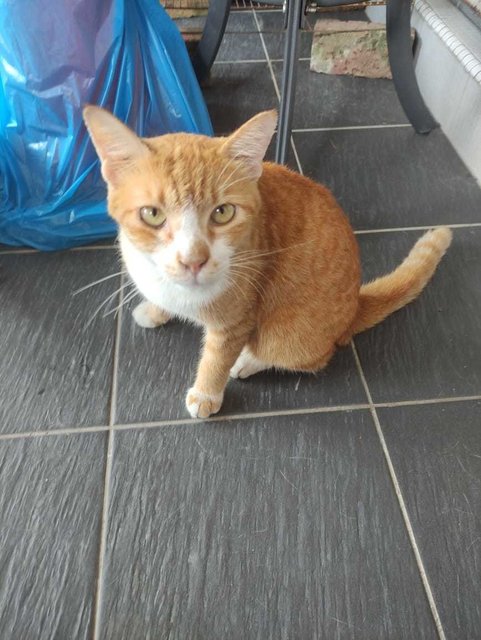 Tom Tom (J) - Domestic Short Hair Cat