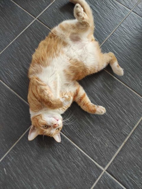 Tom Tom (J) - Domestic Short Hair Cat