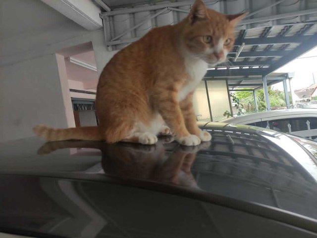 Tom Tom (J) - Domestic Short Hair Cat