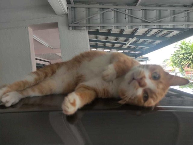 Tom Tom (J) - Domestic Short Hair Cat
