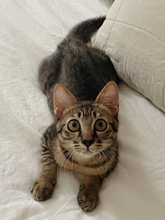 Sweet Boy, Kobe - Domestic Short Hair Cat