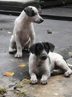 pup in the back is Spock