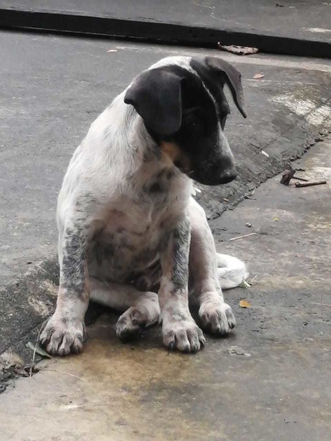 Panda - Mixed Breed Dog