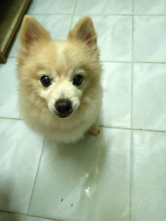 Xiao Man - Pomeranian Dog