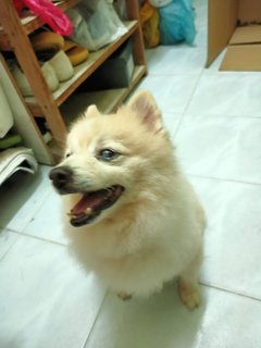 Xiao Man - Pomeranian Dog