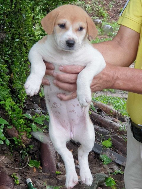 Ginger - Mixed Breed Dog