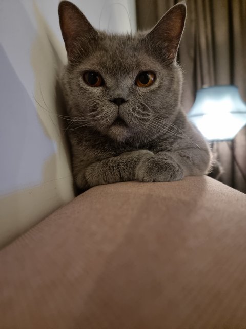 May Boloven Zara - British Shorthair Cat