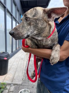 Elvis - Thai Ridgeback Dog